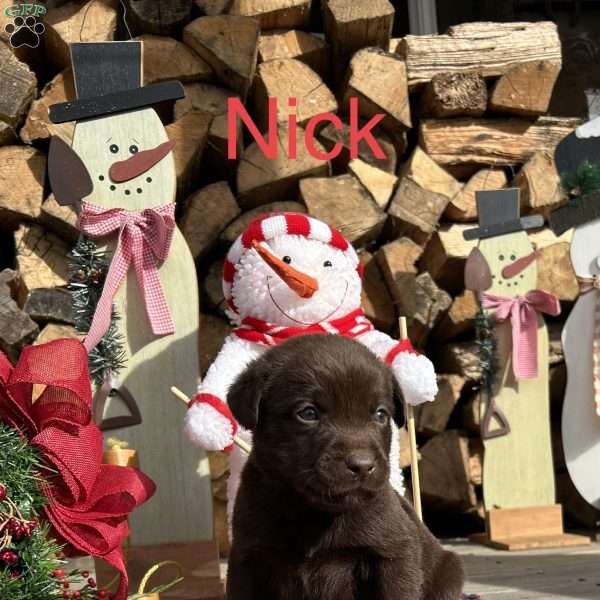 Nick, Chocolate Labrador Retriever Puppy